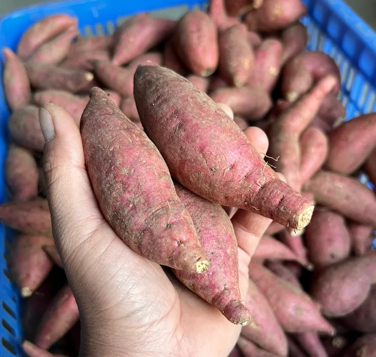 广西农家现挖红心薯软糯香甜口感细腻可烤着吃的粗粮