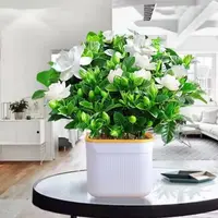 【带花苞】四季浓香型栀子花盆栽室内植物客厅花卉绿植