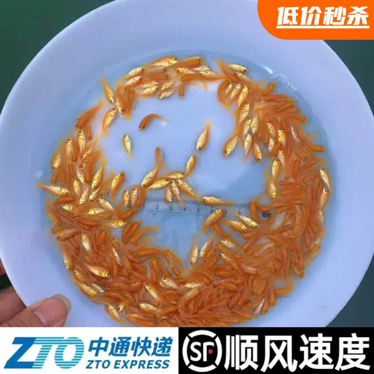 淡水红鲤鱼苗红锦鲤红荷花鲤观赏鱼兴国鲤鱼苗冷水养殖活体饲料