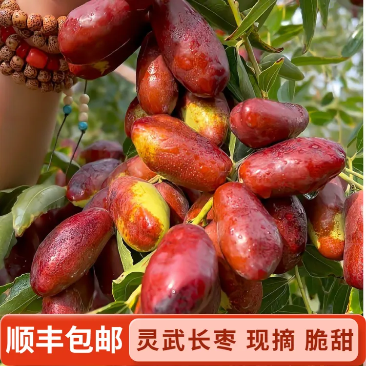 正宗灵武长枣 脆甜 孕妇水果 中秋必吃 宁夏特产灵武长枣