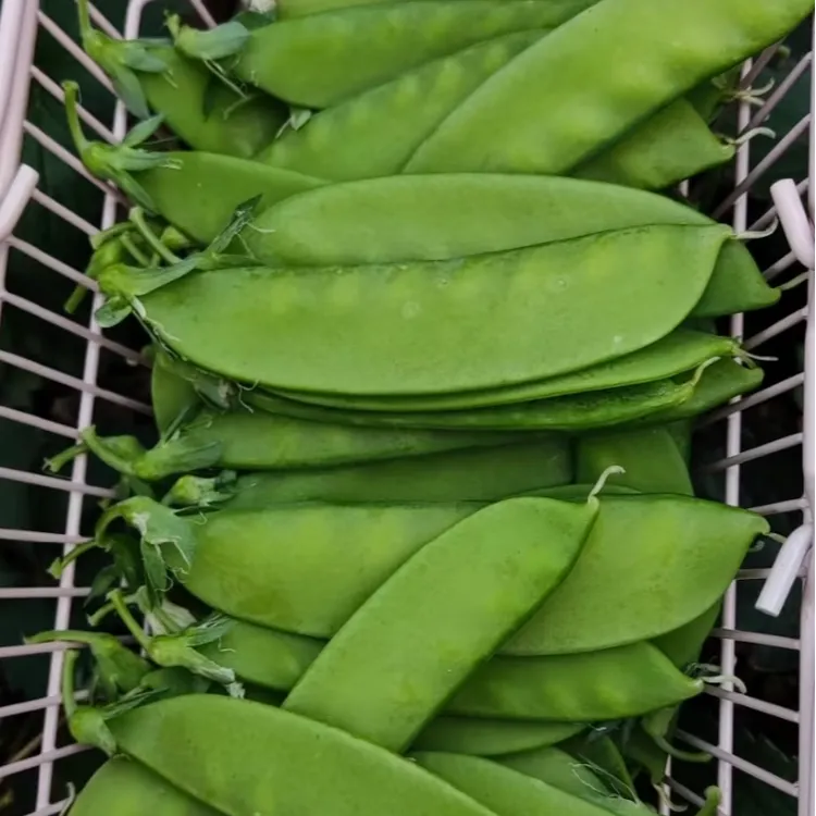 云南脆甜荷兰豆新鲜精选装品人工采摘发货品质货云南农家非小金豆