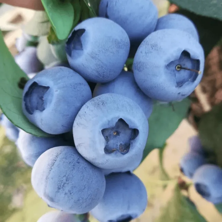 大果蓝莓树苗蓝莓苗南方北方庭院大果蓝莓春季种植当年结果