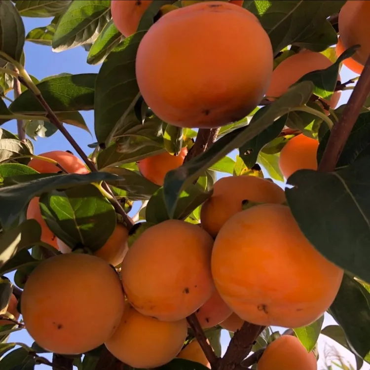 上达（蜜脆甜柿子裸根苗）地栽盆栽庭院种植嫁接苗现挖现发