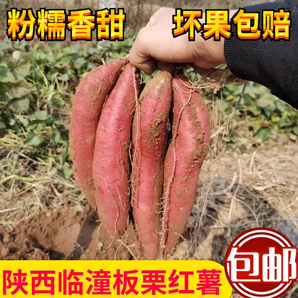 新鲜现挖沙地板栗红薯小番薯蜜薯粉糯甘甜当季美味包邮陕西