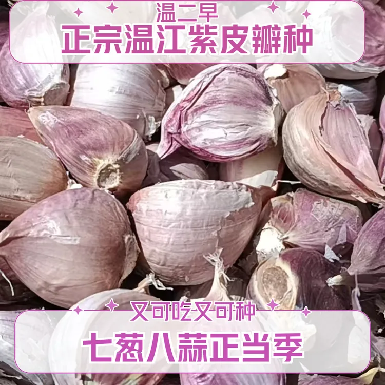 成都温江紫皮蒜早蒜种蒜瓣正月早蒜种红根蒜苗正宗紫皮瓣蒜（1/3/5