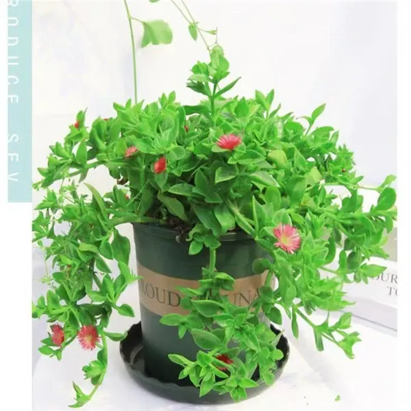 牡丹吊兰盆栽垂吊植物阳台绿植四季开花室内花卉鲜花客厅花期