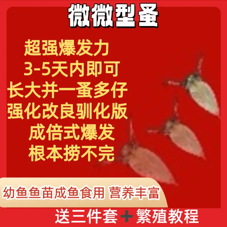 微型水蚤观赏鱼活食活体活苗鱼虫红虫水虱观赏鱼食斗鱼斑马鱼