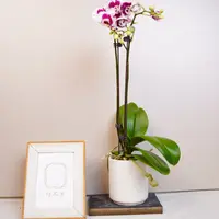 悠花里蝴蝶兰（白金莲）全花开花株发货