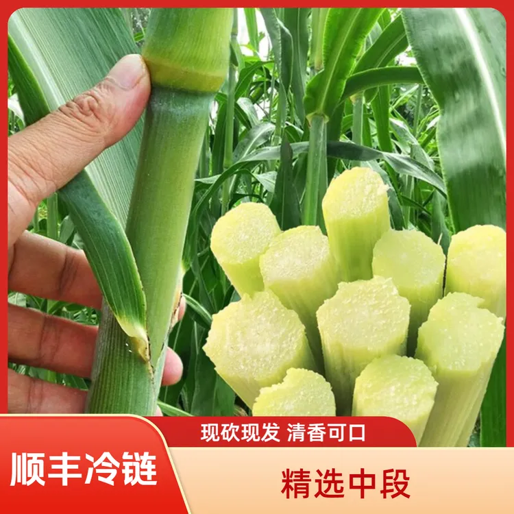 东北新鲜甜杆甜芦粟小甘蔗童年味道顺丰冷链包邮