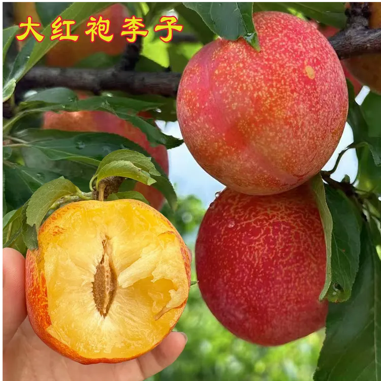 大红袍李子树苗南北方种植当年结果