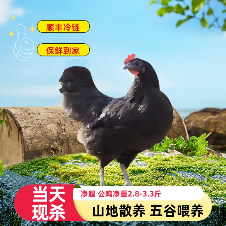 四川正宗农家散养壮年母鸡新鲜宰杀净堂3斤/只