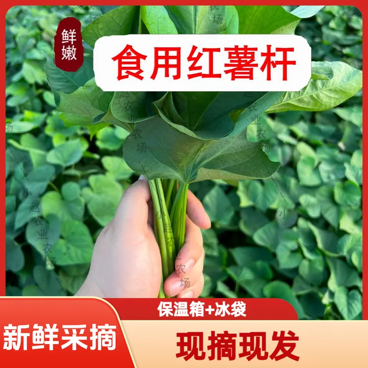 新鲜红薯杆农家自种红薯杆地瓜杆番薯杆种植天然蔬菜现摘现发