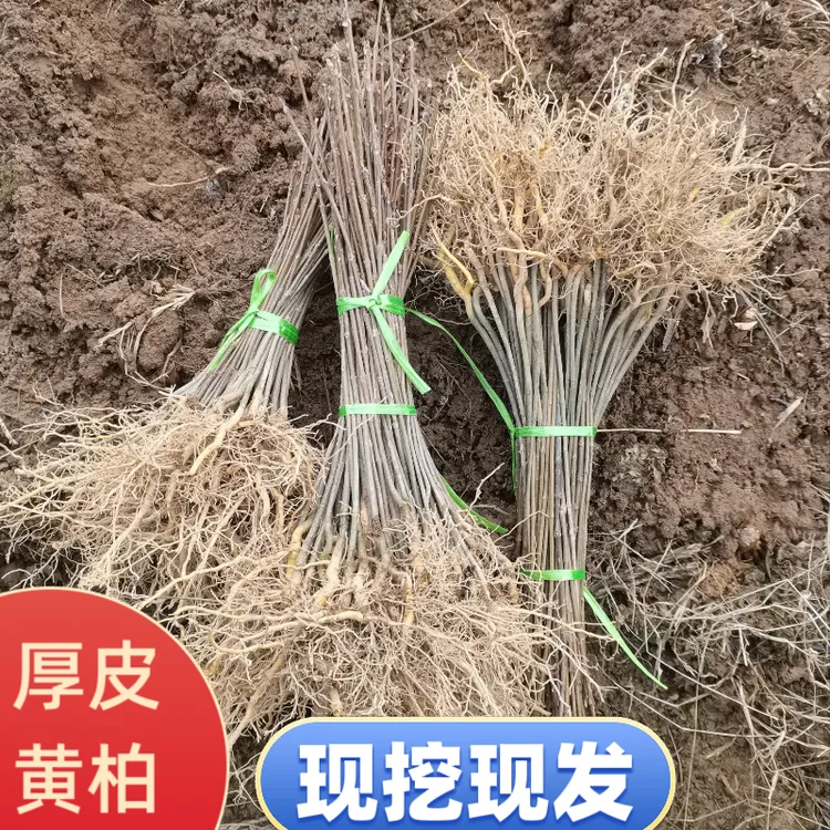 正宗厚皮川黄柏苗现起现发根系发达存活率高