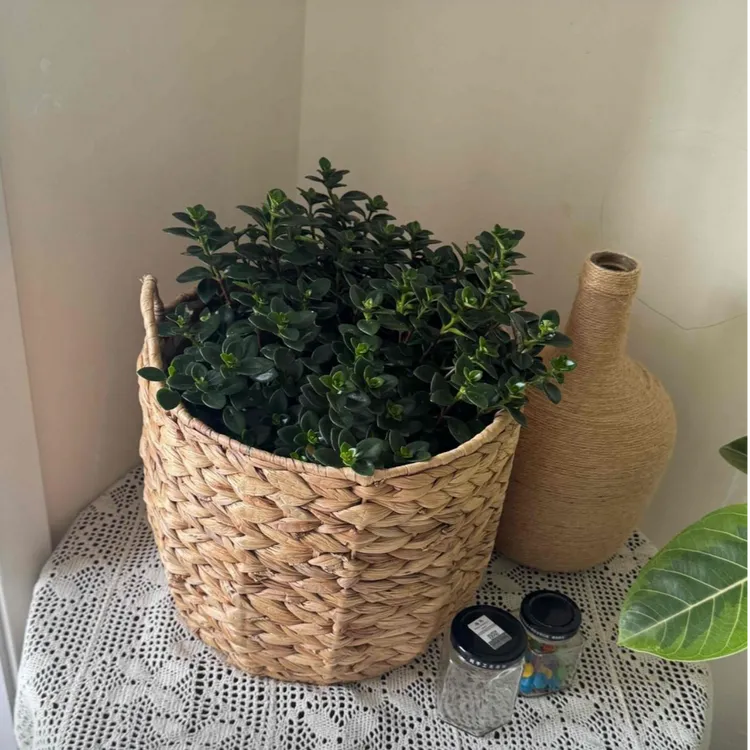 宜然家居手工天然葫芦草收纳桶收纳筐脏衣篮玩具桶客厅厨房置物篮