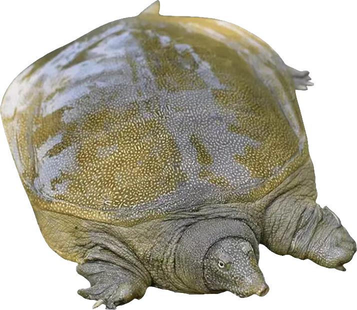 2只发6斤多 公甲鱼外塘放养鲜活青黄背甲鱼生态原生滋补到家