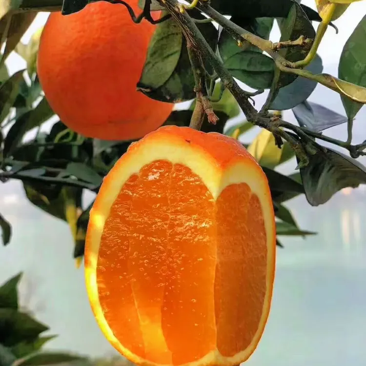 纽荷尔鲜橙皮薄肉厚新鲜水果多仓发货