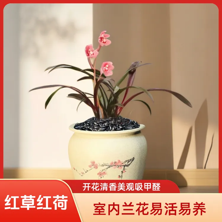 网红建兰红草红荷浓香型好养易开花易发芽客厅花卉盆栽室内外绿植