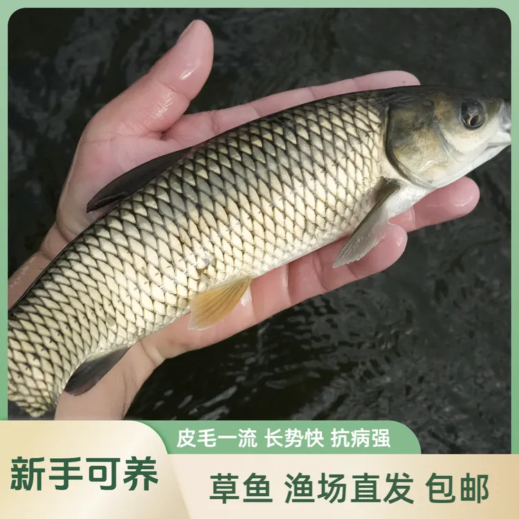 【活体】贵州优质草鱼 草混子（2-30厘米）观赏鱼淡水鱼冷水鱼