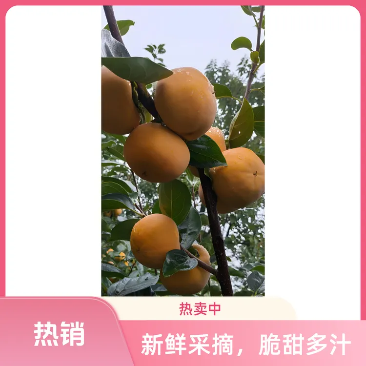 秦岭山下阳丰脆柿子