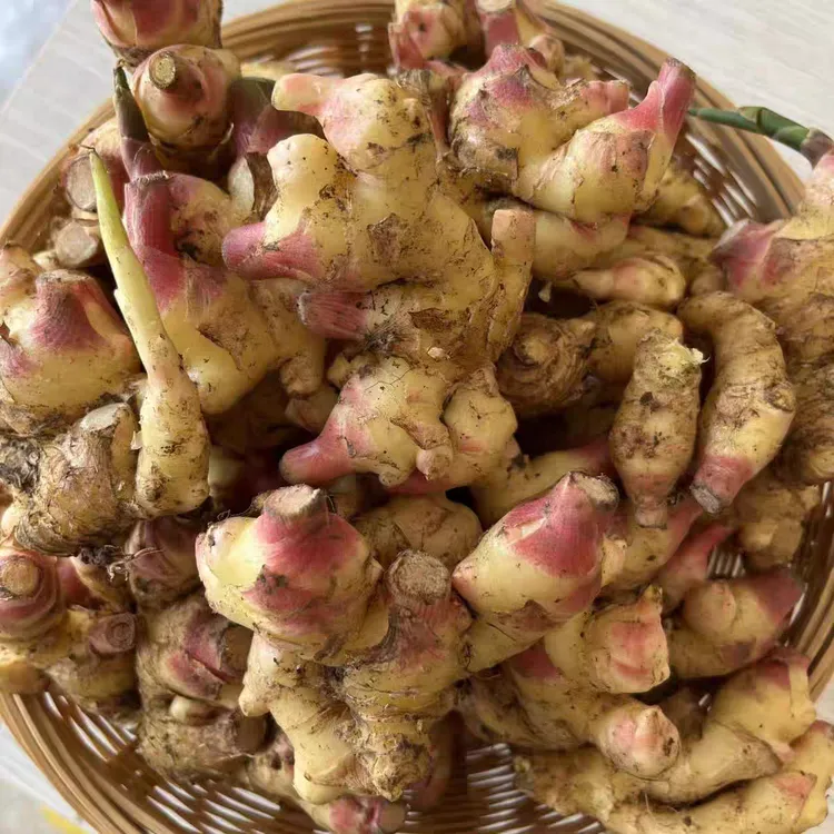 云南小黄姜新鲜现挖可做泡姜糖醋姜生腌凉拌清脆爽口生姜