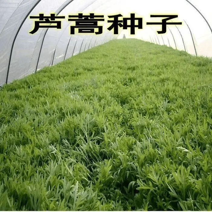 【芦蒿种子】四季种植蔬菜种子盆栽地栽阳台小院种植芦蒿种籽耐lz