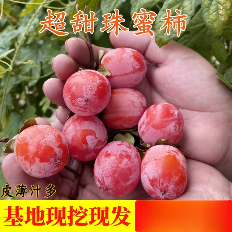 珍珠蜜柿树苗嫁接南方北方脆甜软甜小柿子树果苗盆栽地栽