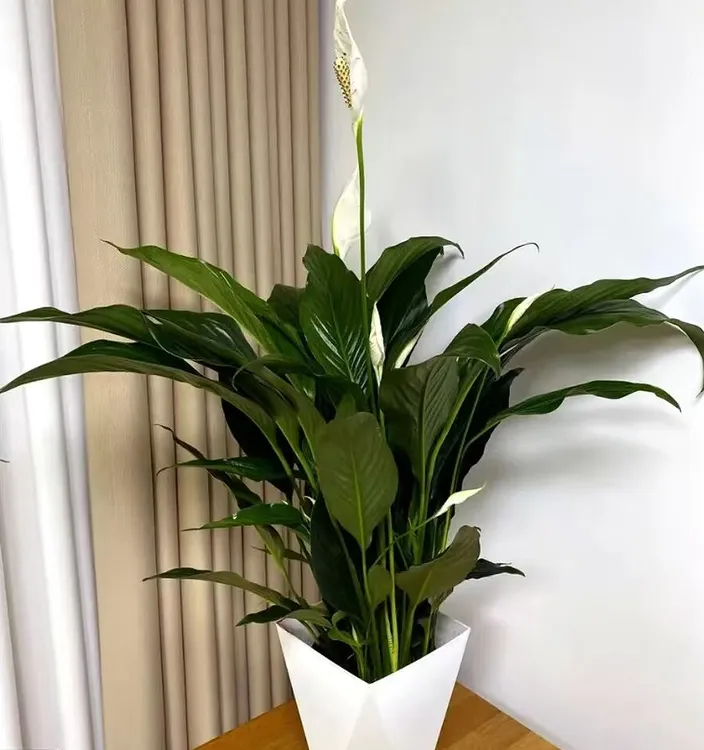 一帆风顺大白掌阿曼达株型密实花苞多高60-70CM会议室优选实拍图