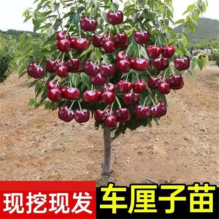 嫁接新品种车厘子树苗樱桃树苗樱桃苗自花授粉抗旱抗寒盆栽地栽苗
