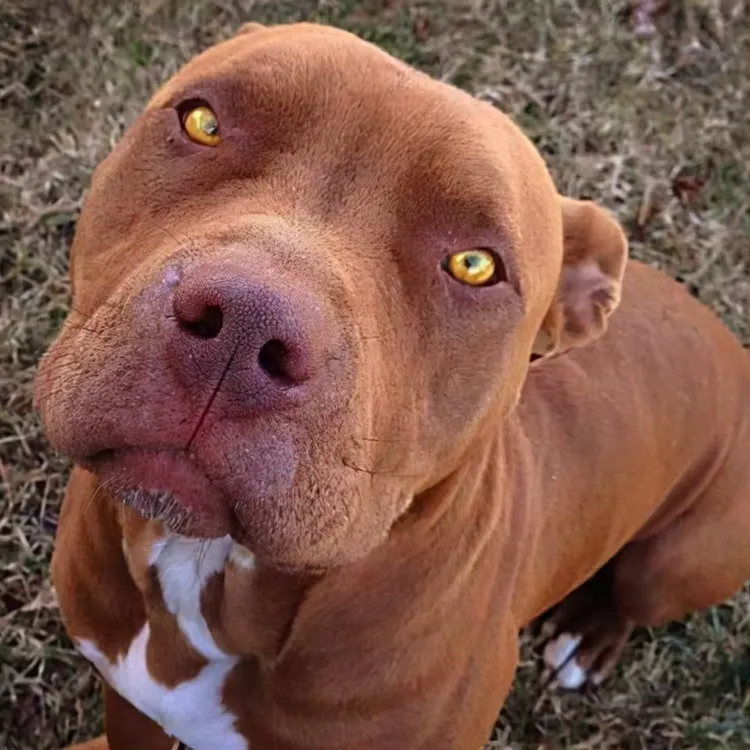（大颖宠物护农）狗狗活体