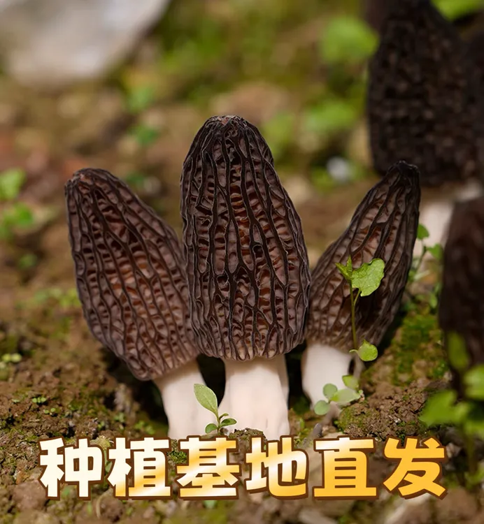 【厂家直销】贵州高山精选头茬羊肚菌干货个头均匀滋补炖汤营养食材