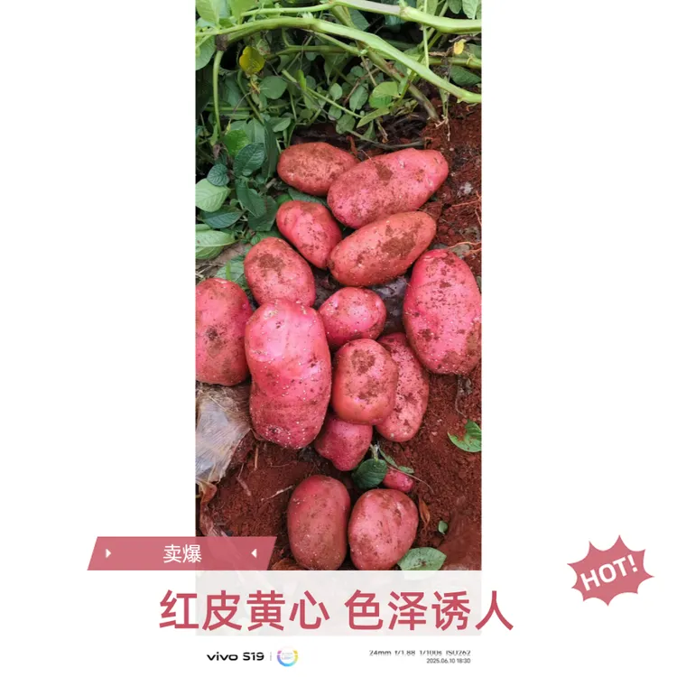 云南高原红皮黄心土豆新鲜现挖粉面糯香自然生长
