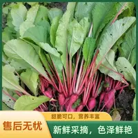 贵州本地高山种植小萝卜菜可腌制爽口天然养生酸菜