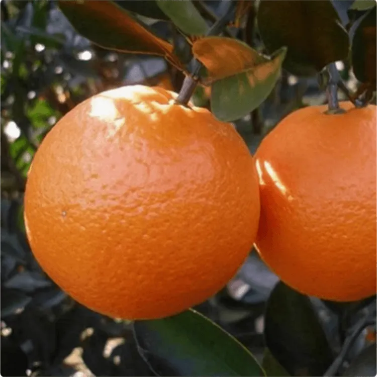 冰糖橙苗南方种植庭院耐寒橙子树苗盆栽嫁接脐橙大树