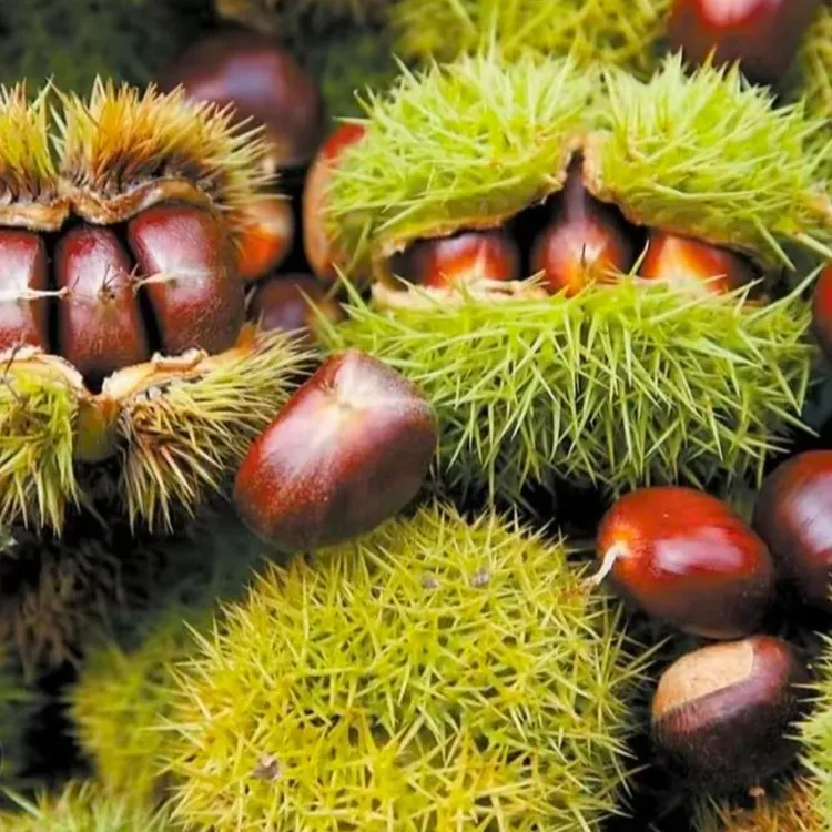 河北正宗迁西遵化3113新鲜头茬红壳板栗生吃脆甜熟吃粉面好剥皮