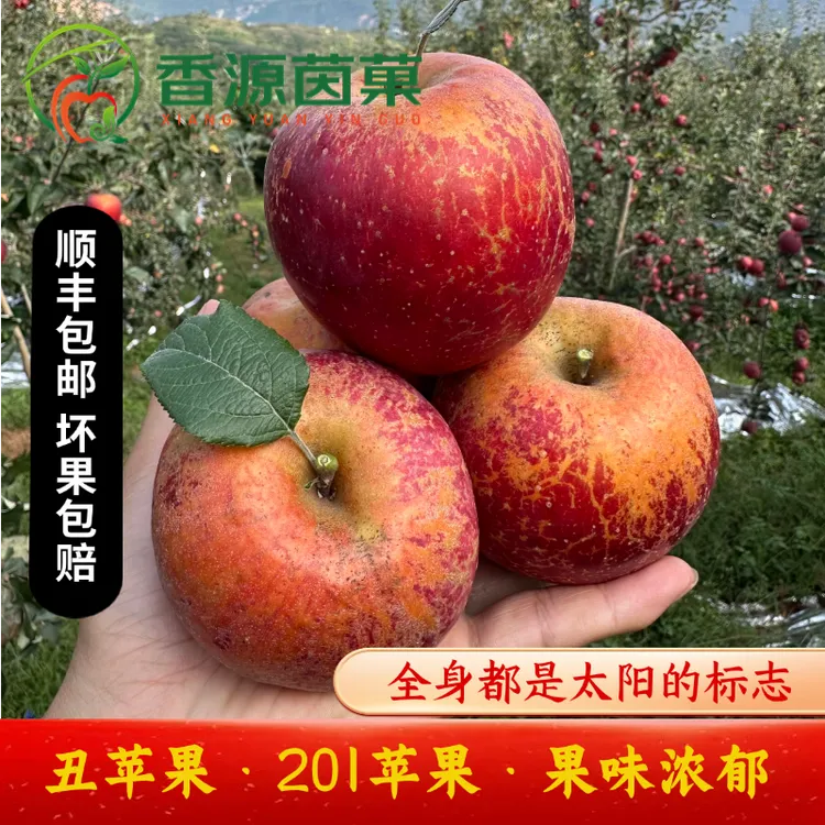 【顺丰】2025年云南昭通高原2001红富士丑苹果当季新鲜现摘酸甜多汁