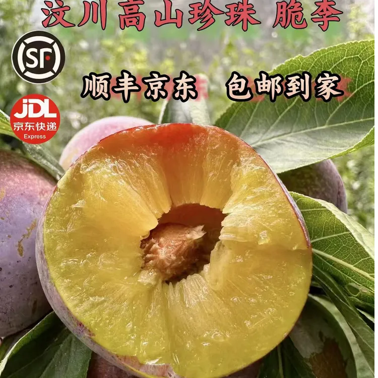 【顺丰包邮】四川汶川高山小脆红脱骨李子新鲜采摘现摘现发应季水果