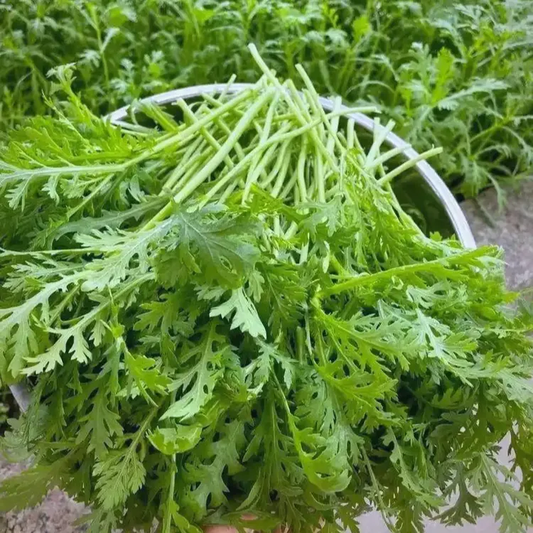 【鲜嫩清香】河南新鲜茼蒿皇帝菜现摘现发火锅涮菜农家自种应季蔬菜