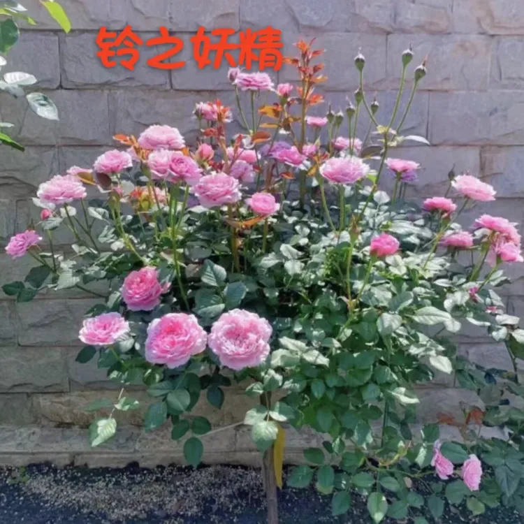 铃之妖精棒棒糖一加仑带盆带土发货