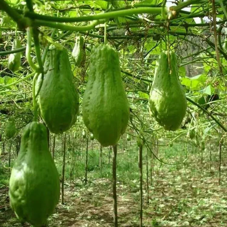 云南高山现摘新鲜佛手瓜嫩佛手瓜洋瓜清甜多汁薄皮应季蔬菜