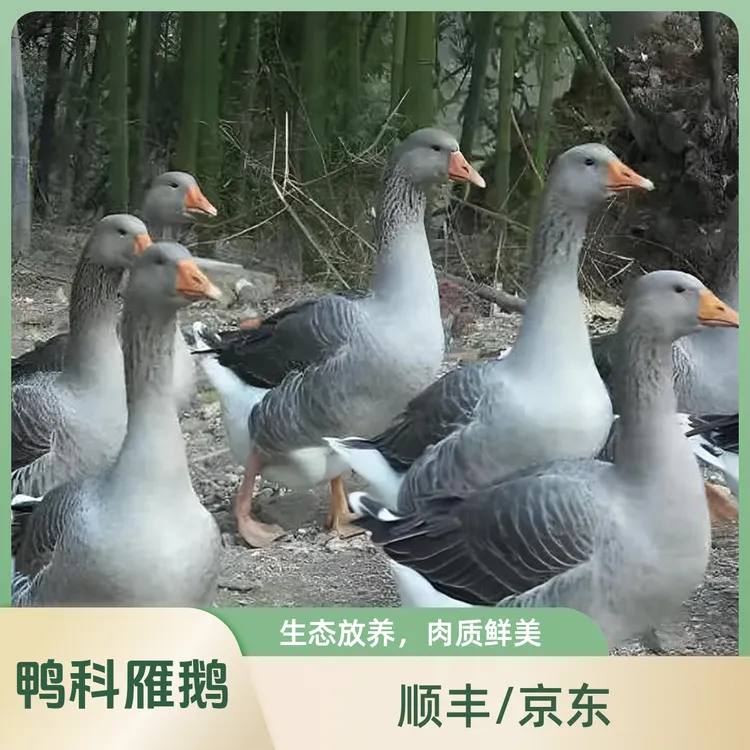 【顺丰包邮】买一只送一只散养大雁鹅净重9-10斤带掌、带翅、带心肝Q