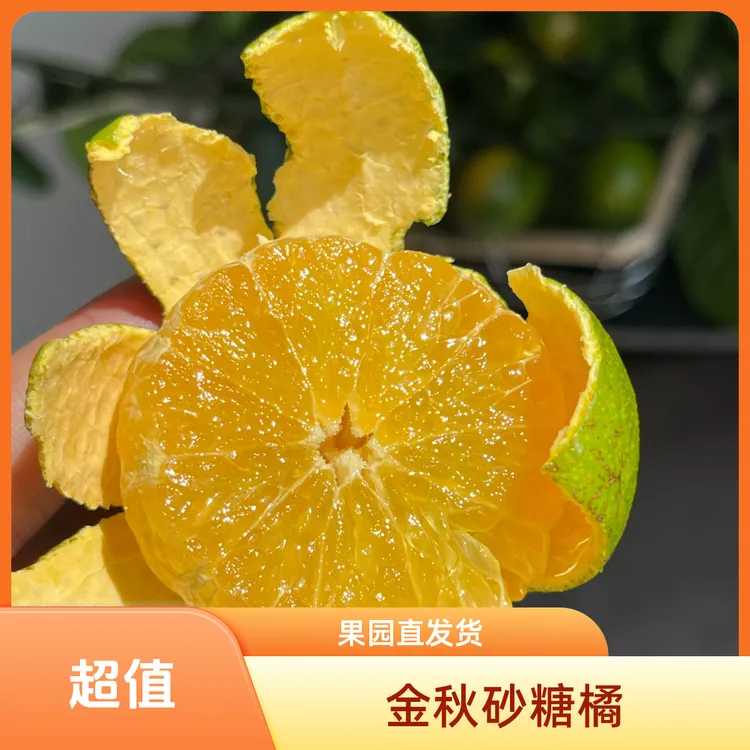 自家果园不打药金秋砂糖橘现摘纯甜无酸无核青皮发货很丑但很香甜
