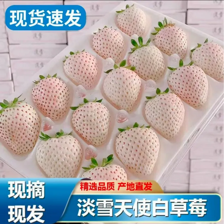 白色草莓新鲜水果奶油草莓淡雪草莓当季白雪公主香草莓果园直发产