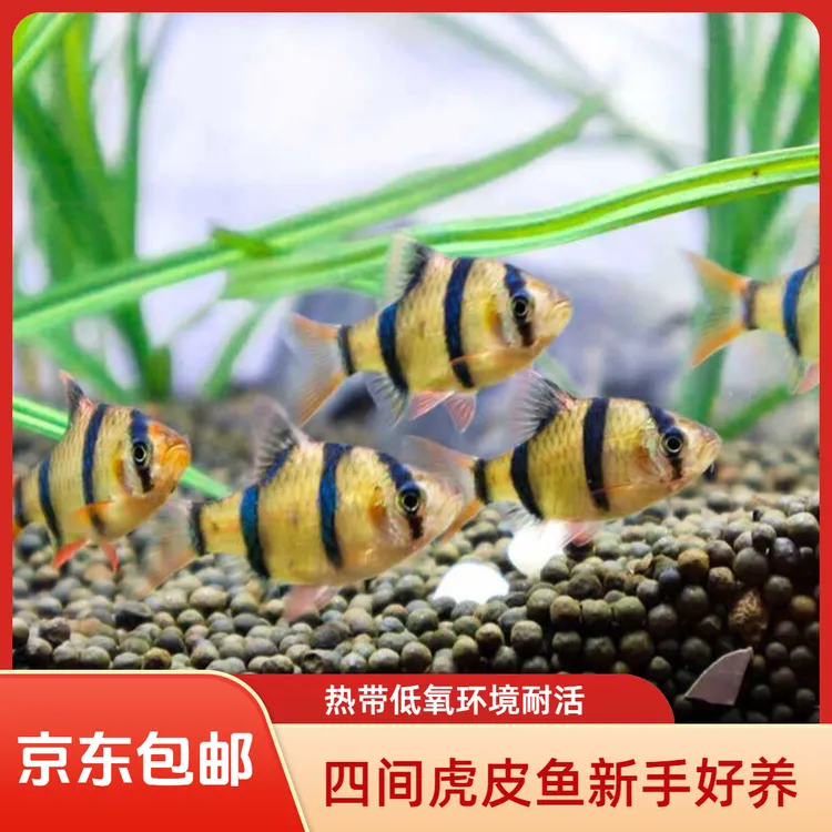 四间虎皮鱼观赏鱼新手好养热带低氧耐活条纹虎皮鱼