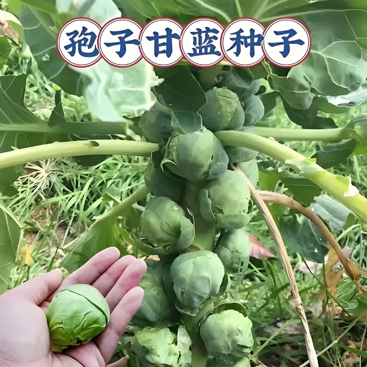 孢子甘蓝种子孢子甘蓝菜子甘兰小包心菜四季播蔬菜