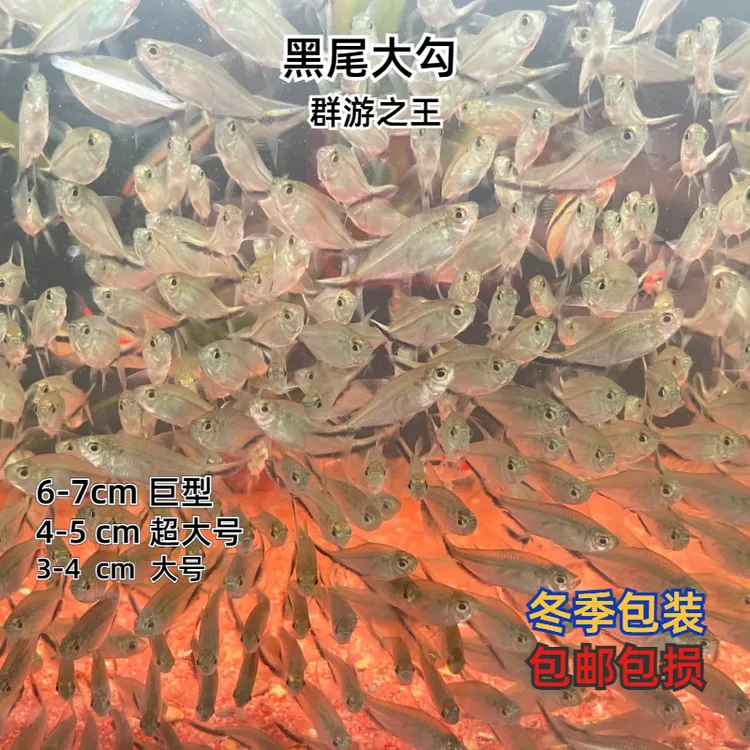 黑尾大勾小型热带观赏鱼草缸群游鱼适合混养
