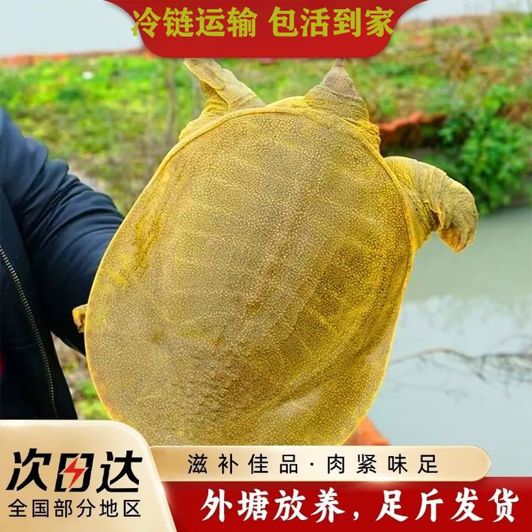 外塘鲜活青黄背甲鱼生猛水鱼到家生态自然高营养肥美稻田老鳖足斤