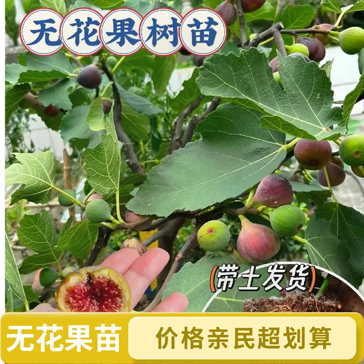 （无花果果树苗一物一拍）四季种植阳台庭院，盆栽地栽品种多样化