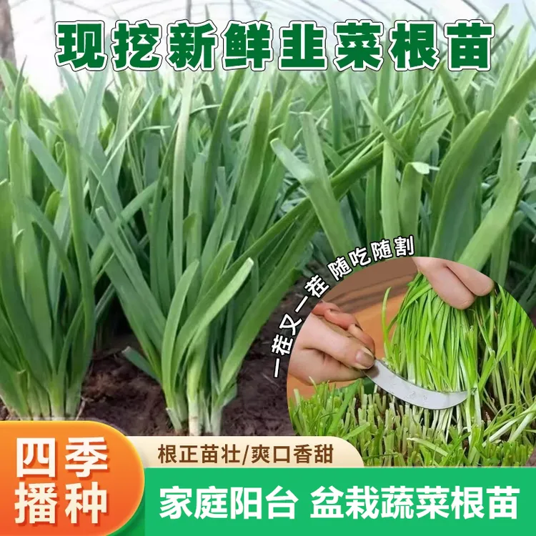 新鲜四季高产韭菜根新大叶韭菜秧苗阳台盆栽庭院农家蔬菜四季盆栽