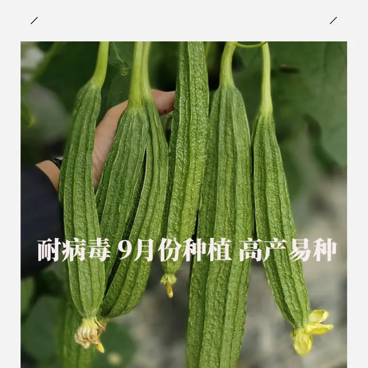 【阿豪推荐】耐热耐病毒产量高【基地专用】新研F1杂交大花点丝瓜种子