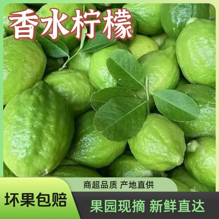 广东新鲜香水柠檬果园现摘现发商用批发一级二级奶茶店专用水果